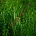 grass (Oops! image not found)